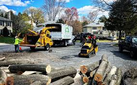 Best Tree Mulching  in Brownsville, KY