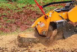 Best Tree Disease Treatment  in Brownsville, KY