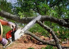 Best Tree Preservation Services  in Brownsville, KY