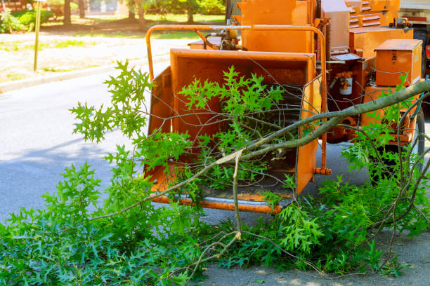 Best Aeration Services  in Brownsville, KY