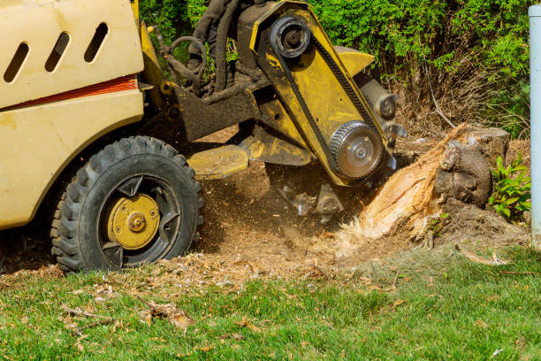 Best Lawn Maintenance Plans  in Brownsville, KY