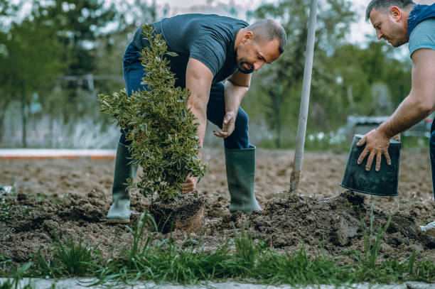 Best Tree Cabling and Bracing  in Brownsville, KY