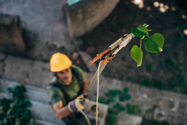 Best Tree Health Inspection  in Brownsville, KY