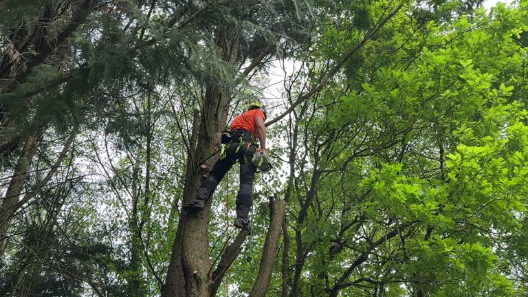 Trusted Brownsville, KY Tree Services Experts