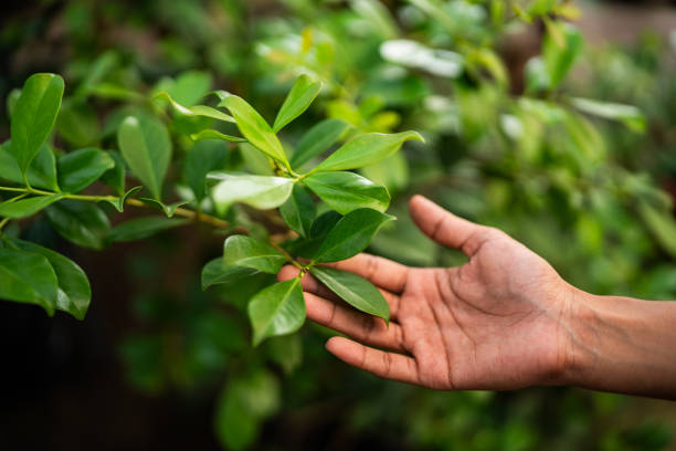 Best Tree Maintenance Programs  in Brownsville, KY