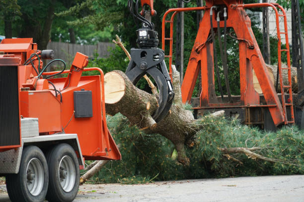 Best Lawn Grading and Leveling  in Brownsville, KY