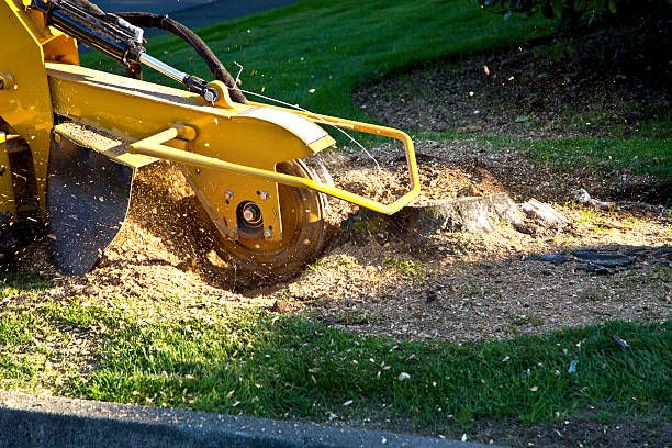  Brownsville, KY Tree Services Pros