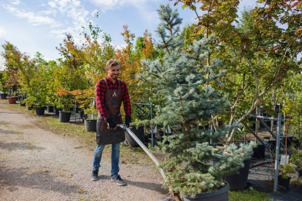 Best Tree and Shrub Care  in Brownsville, KY