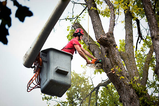 Best Tree Trimming and Pruning  in Brownsville, KY