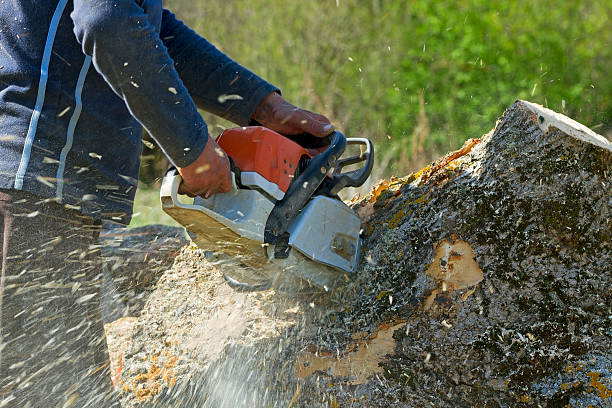 Best Firewood Processing and Delivery  in Brownsville, KY